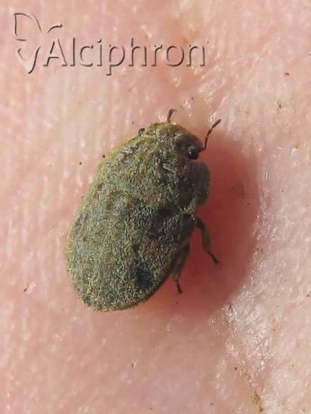 Odontoscelis hispidula