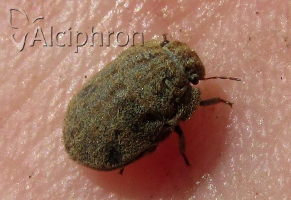 Odontoscelis hispidula