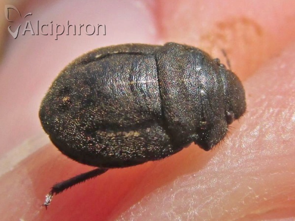 Odontoscelis fuliginosa