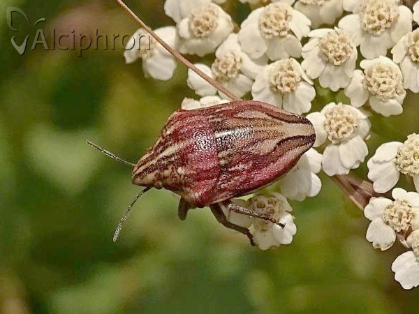 Odontotarsus purpureolineatus