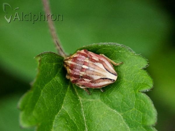 Odontotarsus purpureolineatus