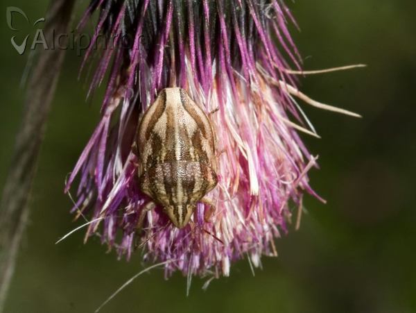 Odontotarsus purpureolineatus