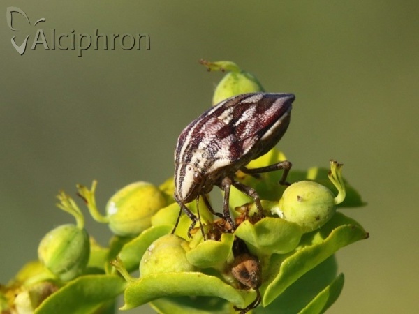 Odontotarsus purpureolineatus