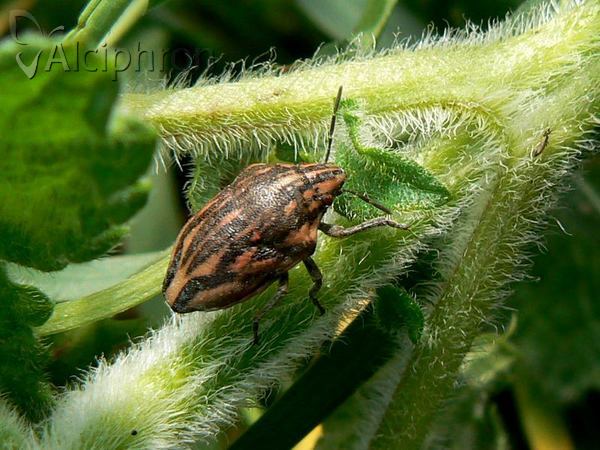 Odontotarsus purpureolineatus