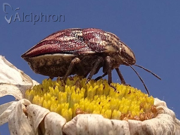 Odontotarsus purpureolineatus