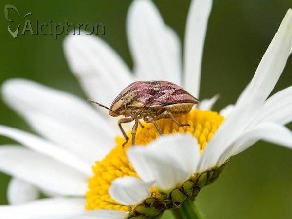 Odontotarsus purpureolineatus