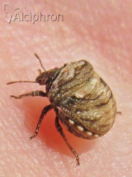 Vilpianus galii
