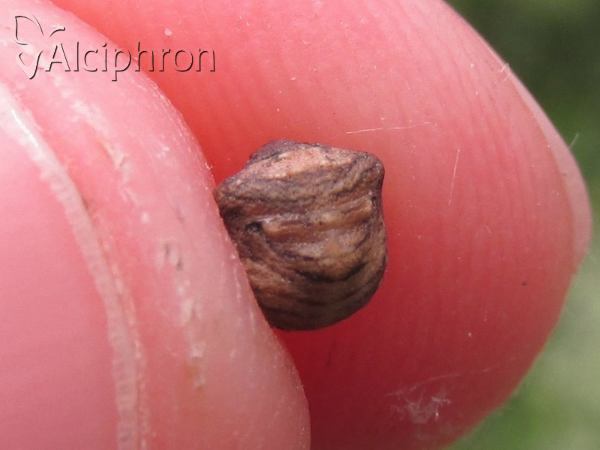 Vilpianus galii