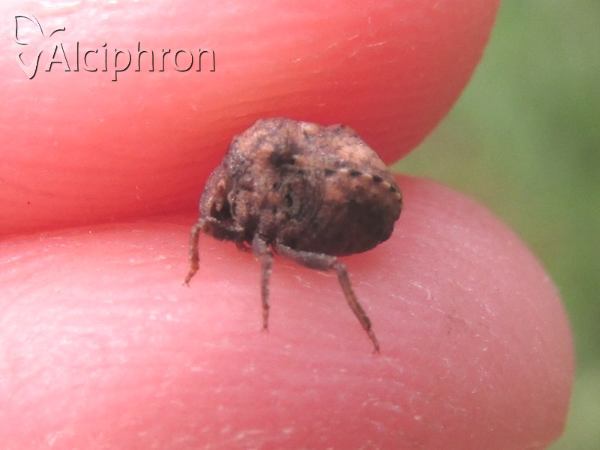 Vilpianus galii