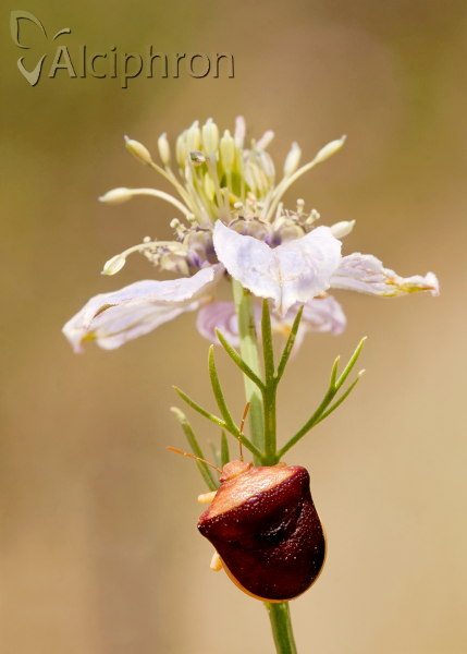 Ventocoris trigonus
