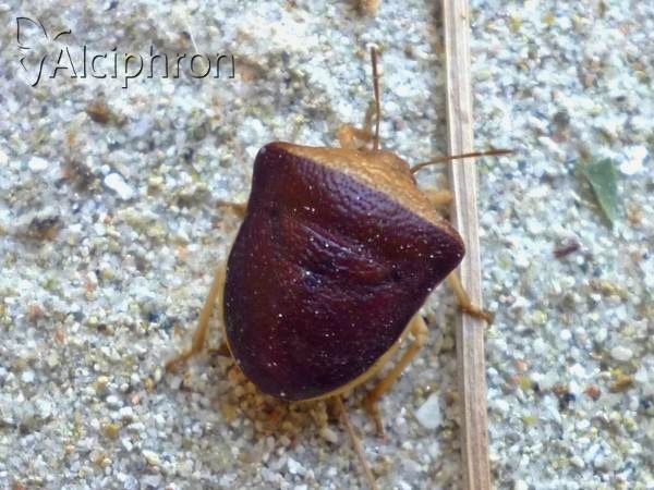 Ventocoris trigonus