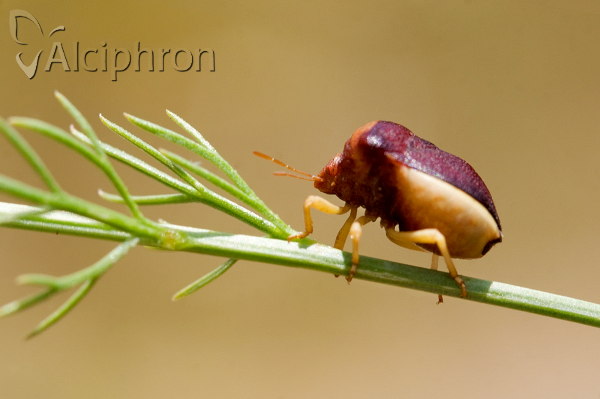 Ventocoris trigonus