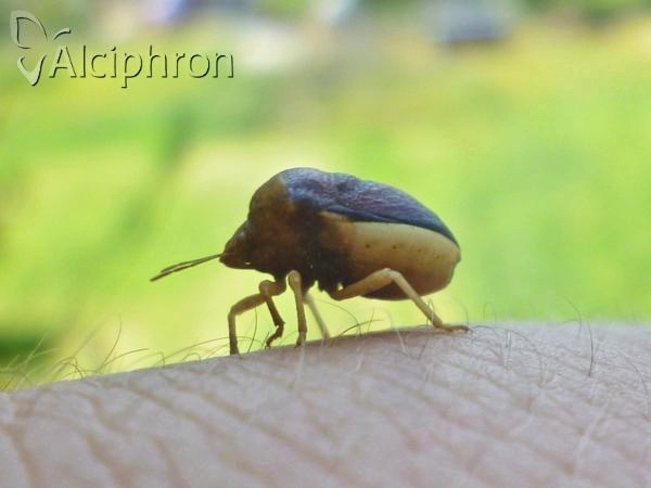 Ventocoris trigonus