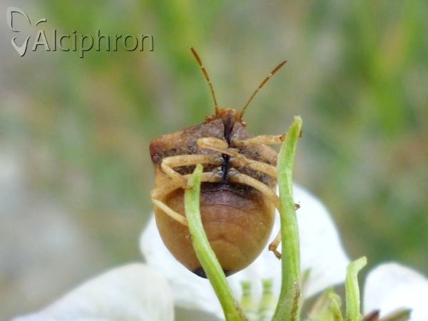 Ventocoris trigonus