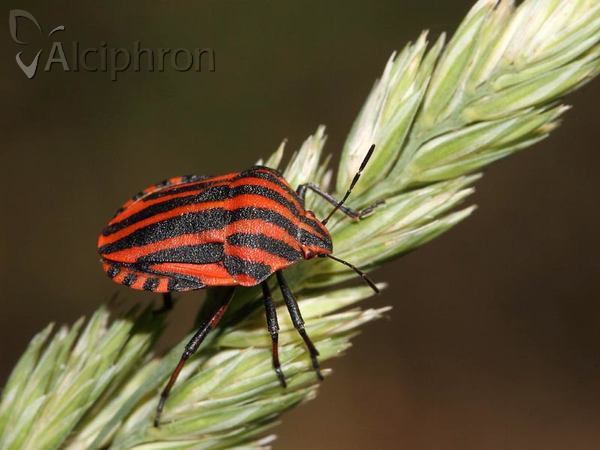 Graphosoma italicum