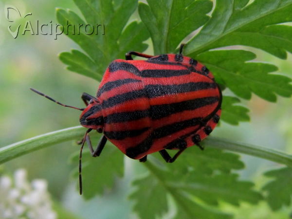 Graphosoma italicum