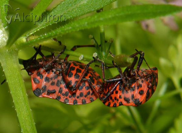 Graphosoma italicum