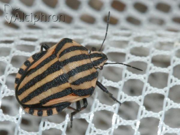 Graphosoma italicum