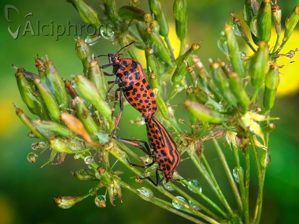 Graphosoma italicum