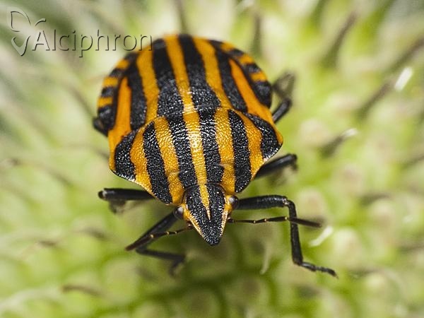 Graphosoma italicum