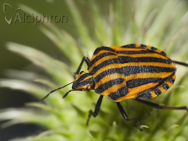 Graphosoma italicum