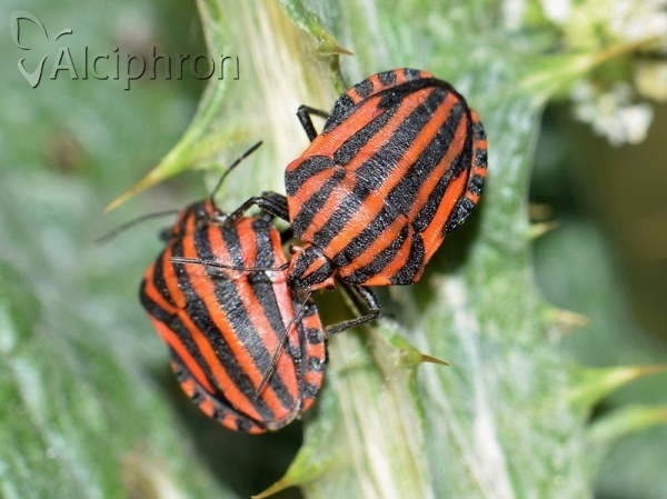 Graphosoma italicum