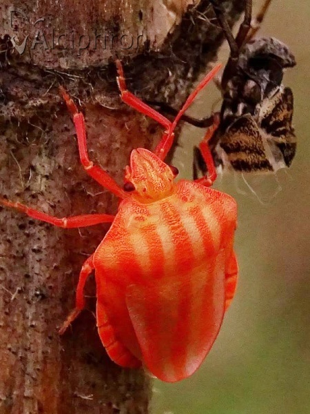 Graphosoma italicum