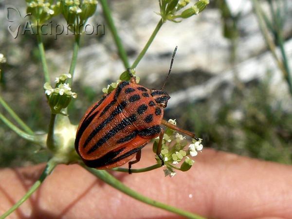 Graphosoma semipunctatum