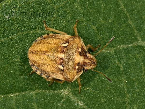 Derula flavoguttata