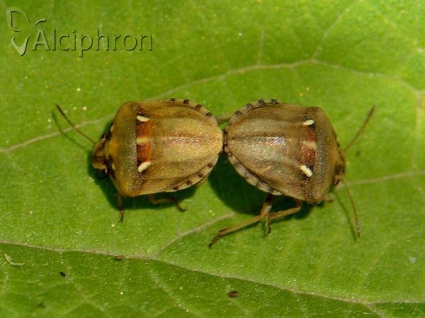 Derula flavoguttata
