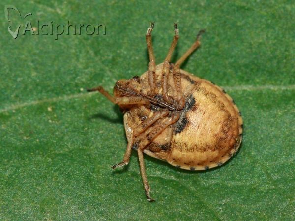 Derula flavoguttata