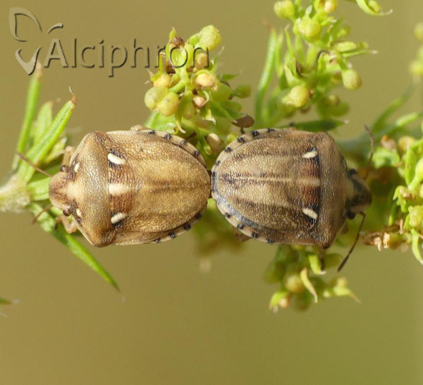 Derula flavoguttata