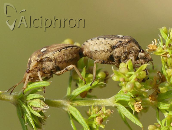 Derula flavoguttata