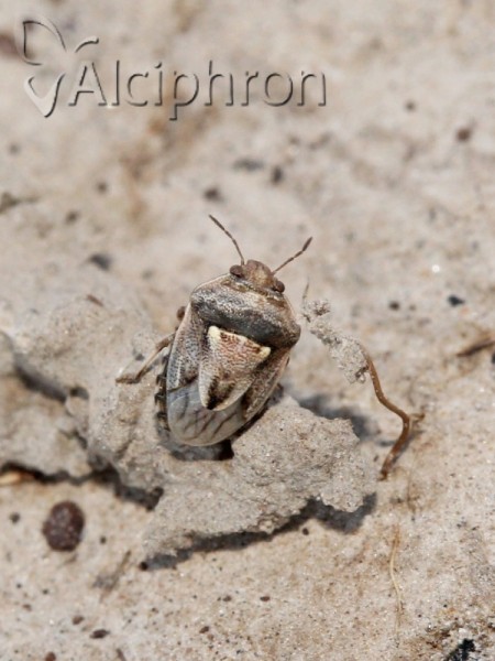 Crypsinus angustatus