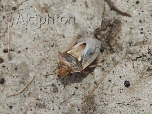 Crypsinus angustatus