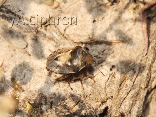 Crypsinus angustatus