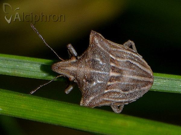 Ancyrosoma leucogrammes