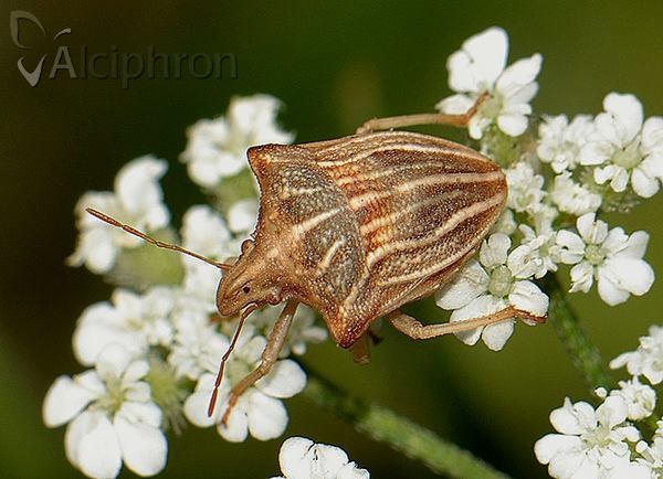 Ancyrosoma leucogrammes