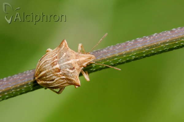Ancyrosoma leucogrammes