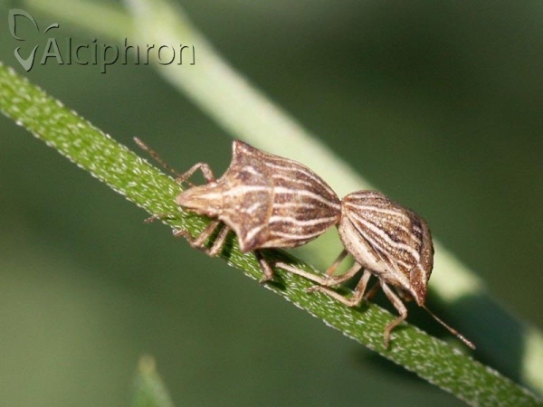 Ancyrosoma leucogrammes