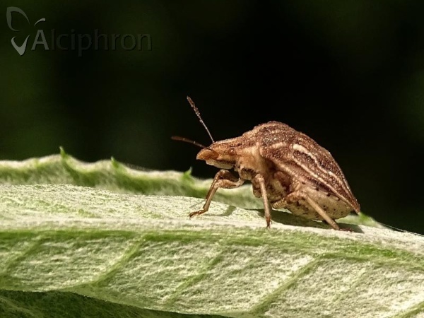 Ancyrosoma leucogrammes