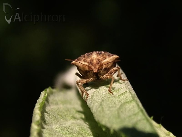Ancyrosoma leucogrammes