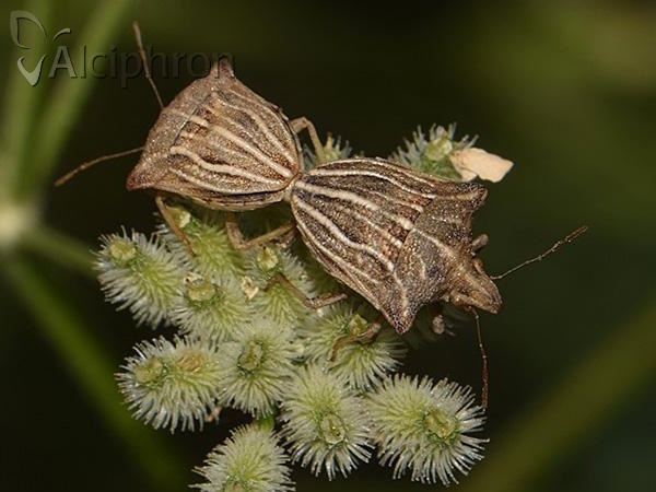 Ancyrosoma leucogrammes