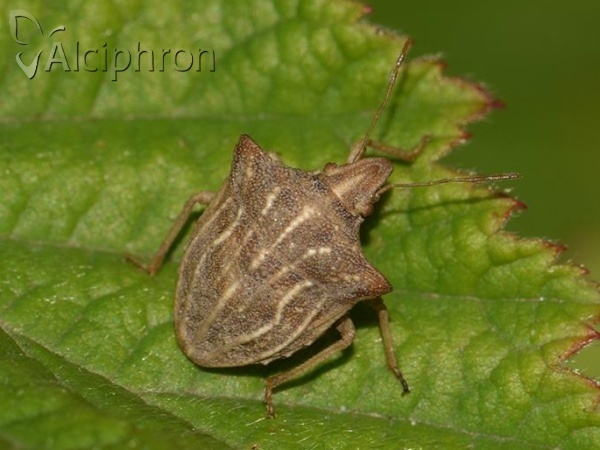 Ancyrosoma leucogrammes