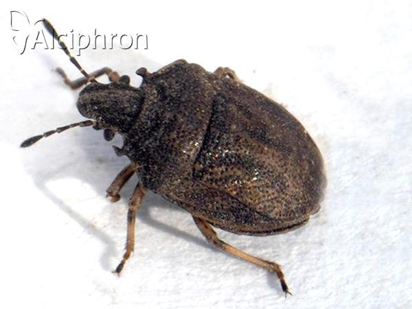Podops inunctus