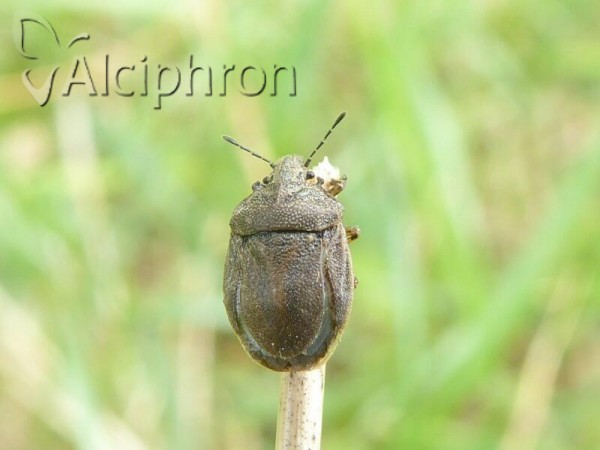 Podops inunctus