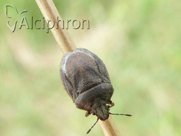 Podops inunctus