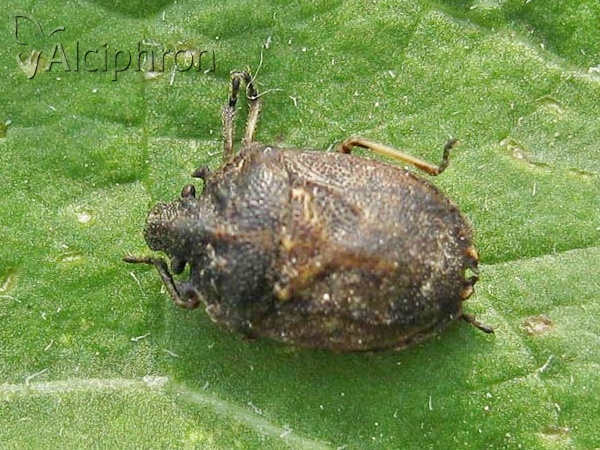 Podops inunctus