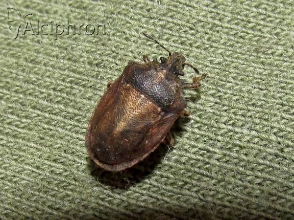 Podops curvidens