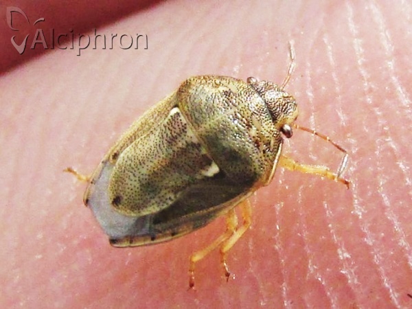 Neottiglossa leporina